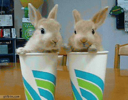 http://bunnyslippers.com/blog/wp-content/uploads/2011/08/bunnycups.gif