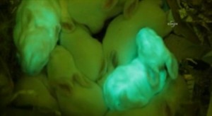 Fluorescent Bunnies: Turkish Scientists Produce Green-Glowing Rabbits