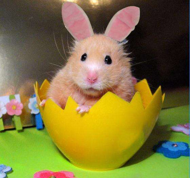 easter hamster in costume plush