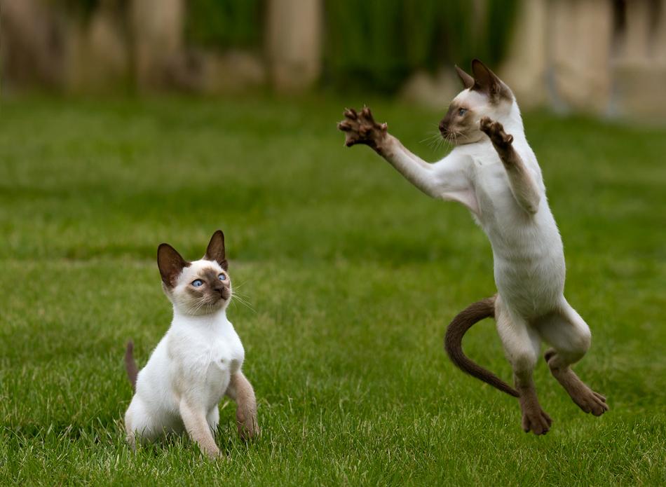 Hilarious: Animals Caught in Funny Situations - Hop to Pop