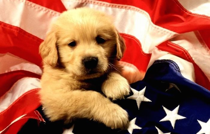 4Th Of July: Cutest Animals Celebrating Independence Day - Hop To Pop