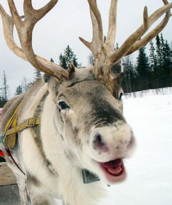 Reindeer Games: 9 Fun Facts About Santa's Favorite Animal - Hop to Pop