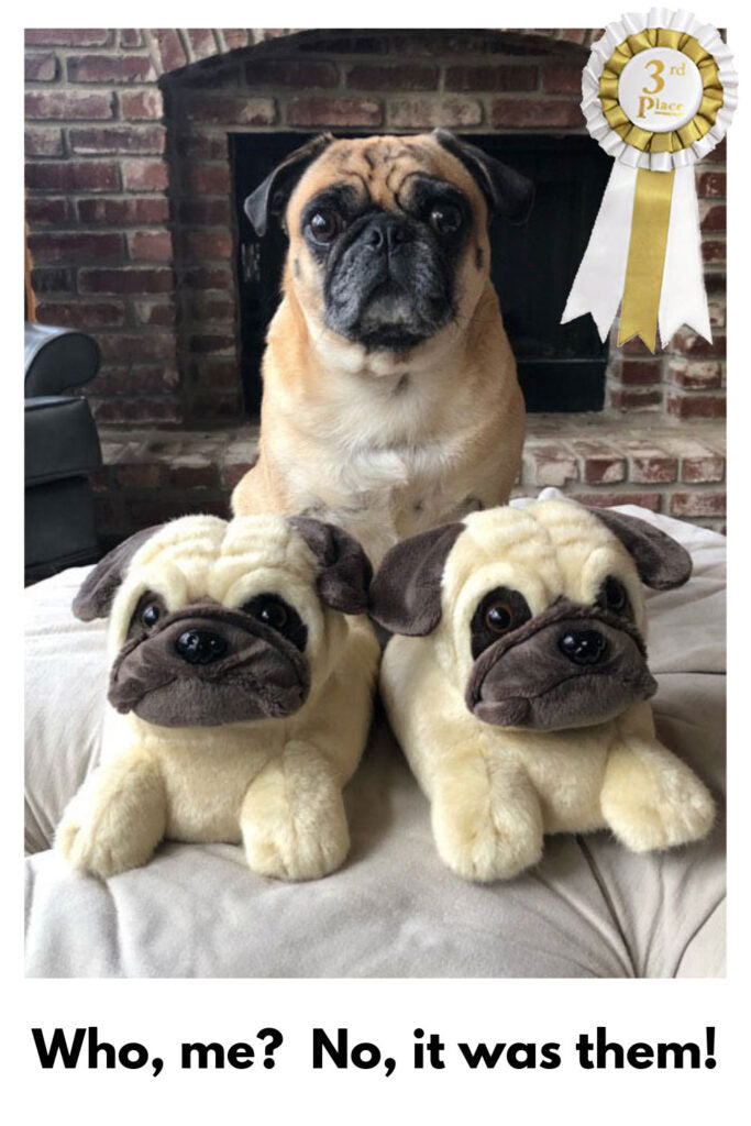 Congratulations to our Photo Caption Contest Winners!