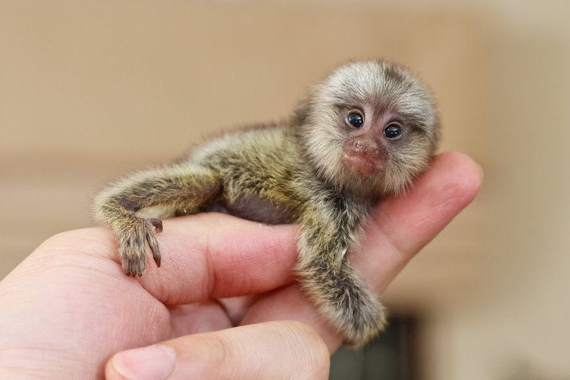 The World's Tiniest Animals!