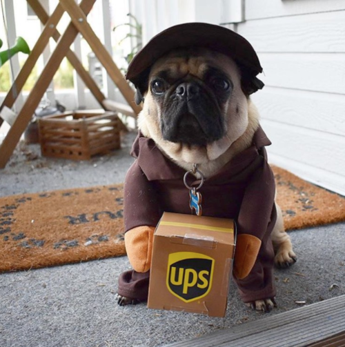 Wait a Minute, is This a Pug?  Check Out Our 30 Favorite Pug Costumes!