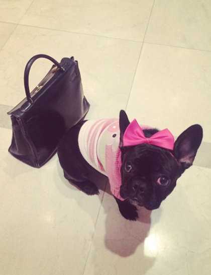 The Luxe Lives of Celebrity Pets: 7 Animals Living The Dream