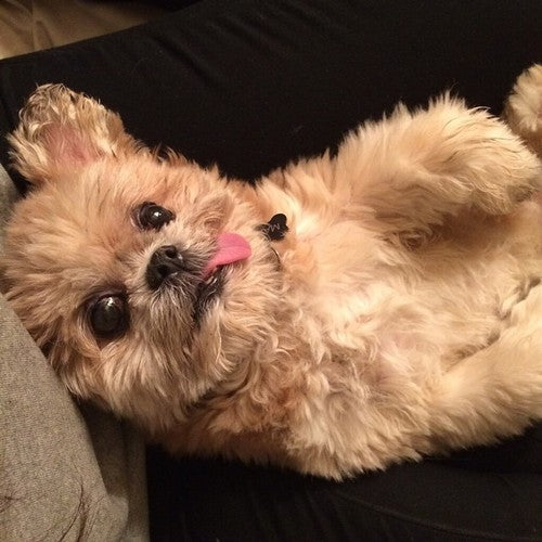 10 Dogs Who Are Very Happy About Adopt-A-Shelter-Dog Month