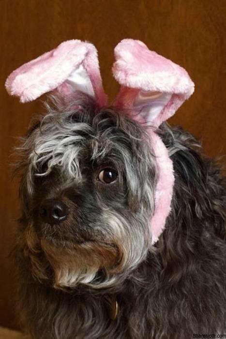 This is NOT a Bunny!