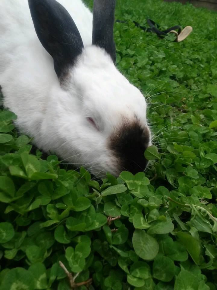 HRN Week: BunnySlippers.com Partners With Bunny Rescue