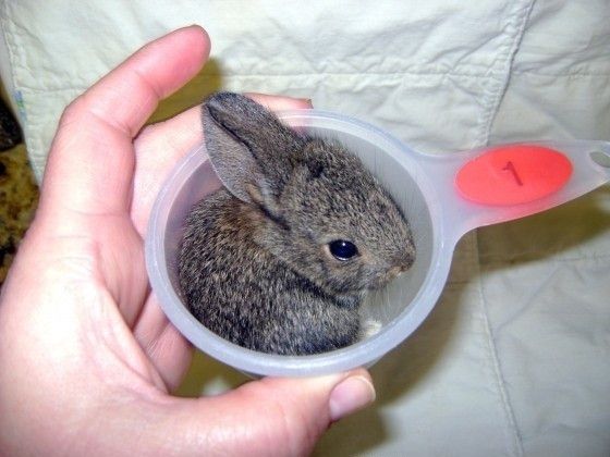 Tiny Baby Bunnies.  That is All.
