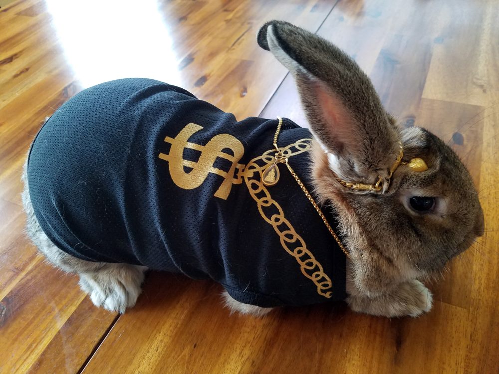 Nine Bunnies Who Are Cooler Than You