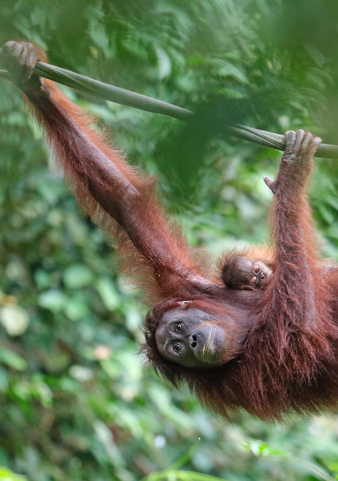 Amazing Animal Moms
