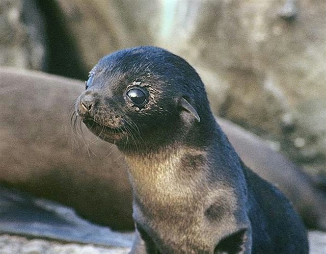 Cute Baby Animals to Soothe Your Frazzled Nerves