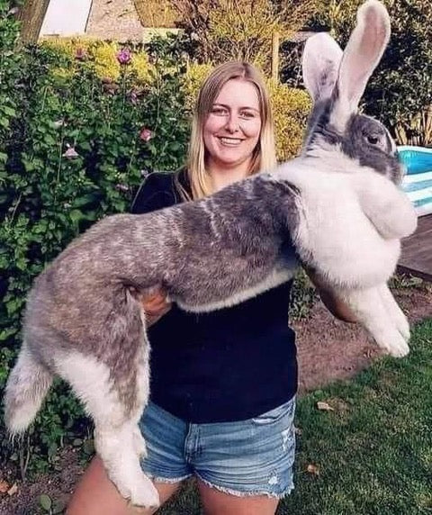 I Like Big Buns and I cannot lie...