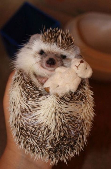These Animals Have Stuffed Animals!!!