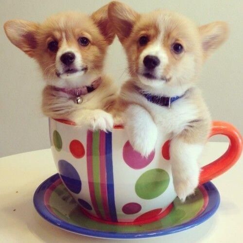 BunnySlippers on Pinterest: 14 Favorite Pins For October