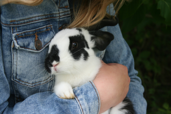 These Rescues Save Rabbits Every Day... Hop Hop Hooray!