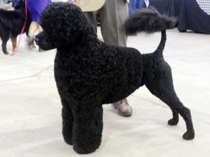 Top Dogs: Highlights From The 139th Westminster Dog Show