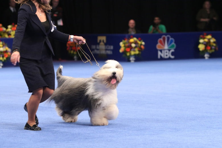 Best In Show: Highlights From The National Dog Show