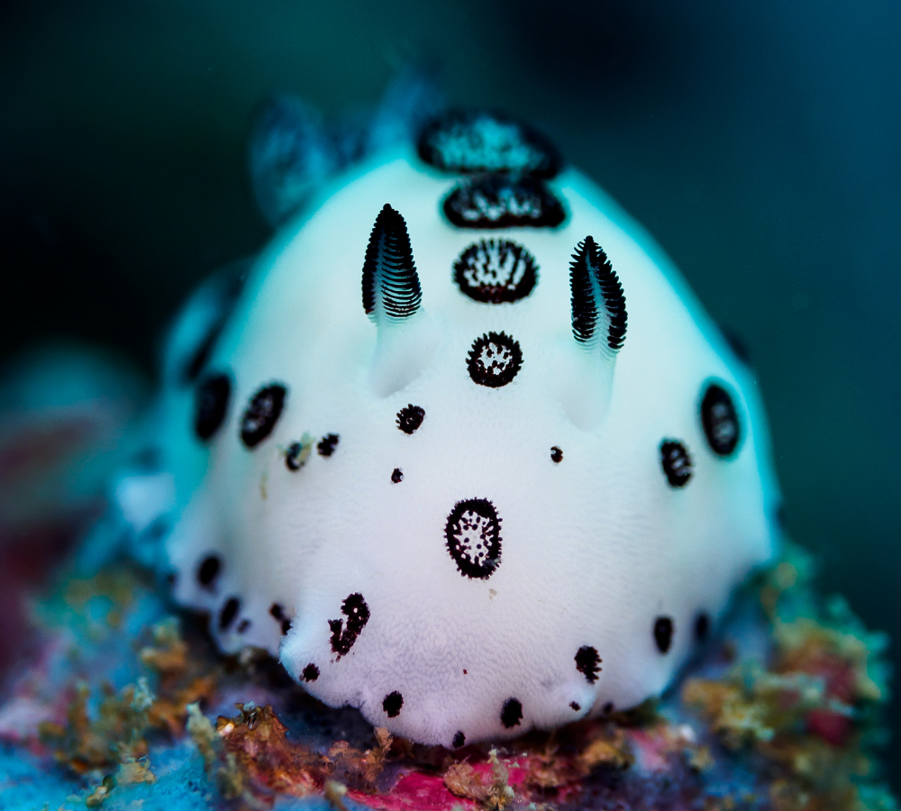 Meet the Fabulous Bunnies of the Sea!