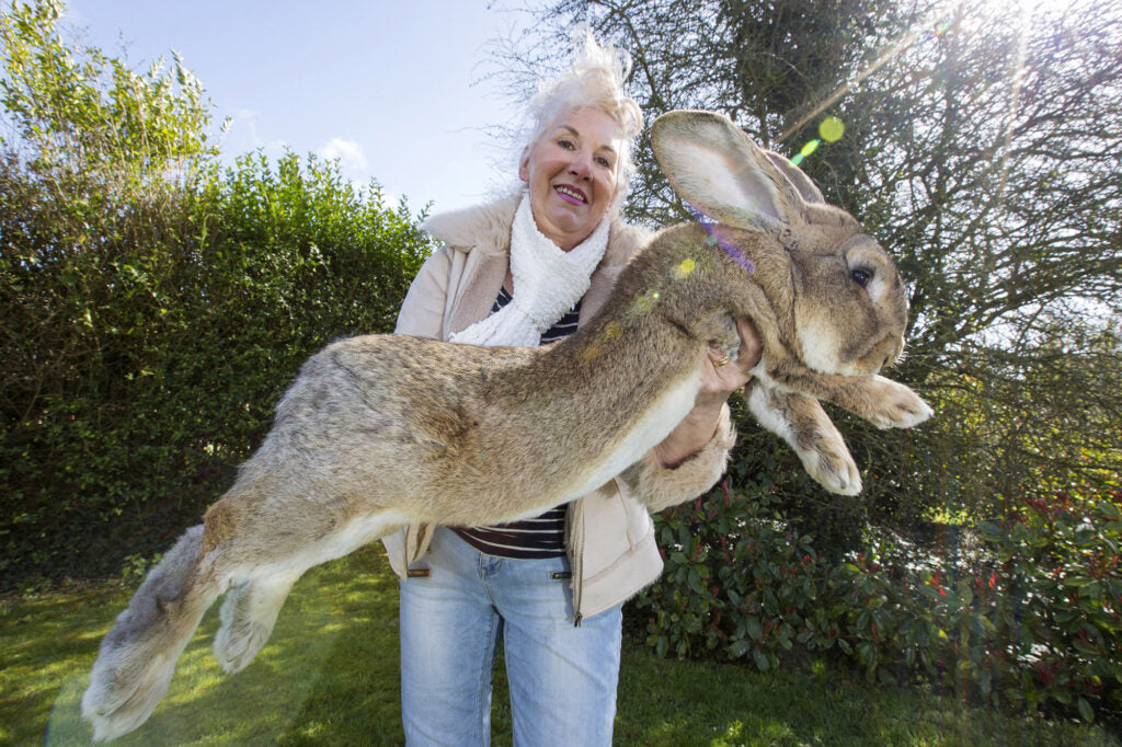 Did You Know These Amazing Bunny Fun Facts?