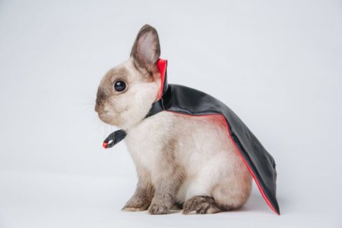 Our Favorite Bunny Costumes!