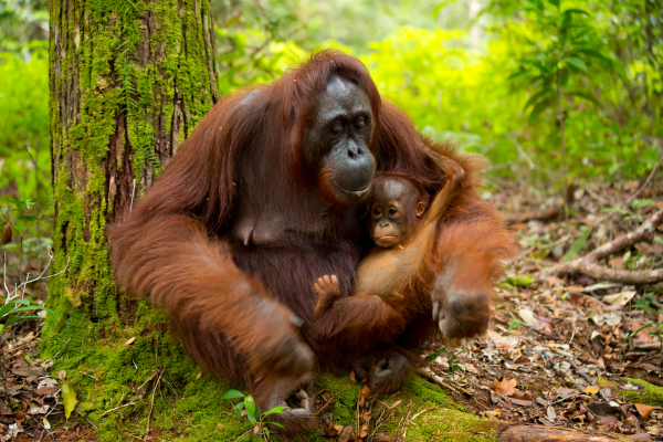 You'll Love these Mama and Baby Animal Facts!