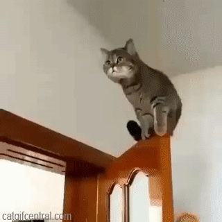 Leapin' Cats, it's Leap Day!
