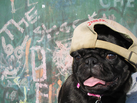 Pug dog in backwards baseball cap Hop to Pop