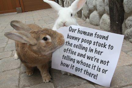 is bunny poop bad for dogs