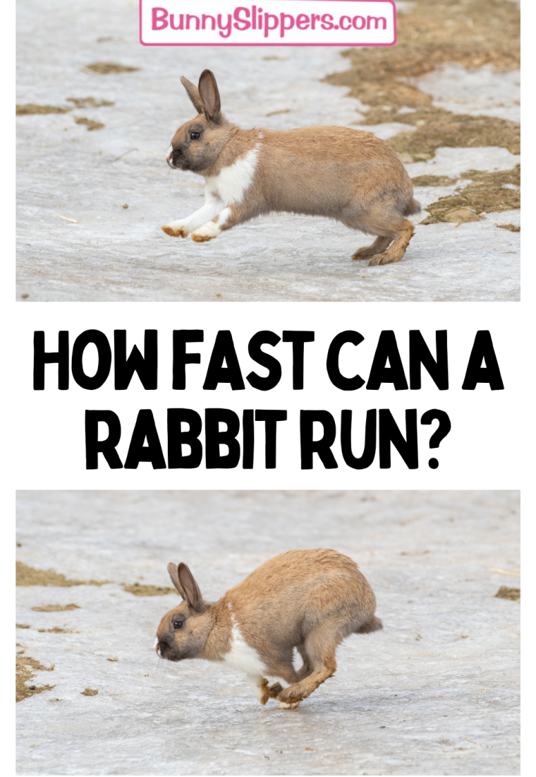 Bunny Facts: How Fast Can a Rabbit Run? - Hop to Pop