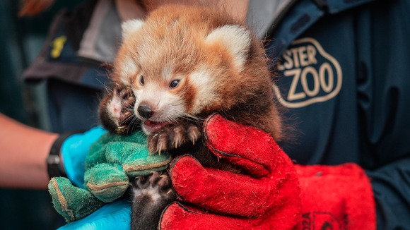 baby-red-panda - Hop to Pop