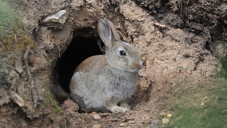 Rabbit-Burrows - Hop to Pop