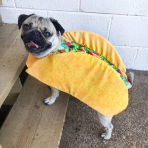 Wait a Minute, is This a Pug? Check Out Our 30 Favorite Pug Costumes ...