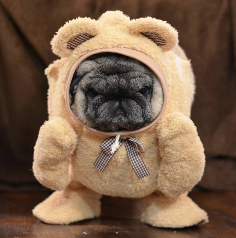 Wait a Minute, is This a Pug? Check Out Our 30 Favorite Pug Costumes ...