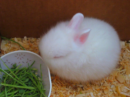 Tiny Baby Bunnies. That is All. - Hop to Pop