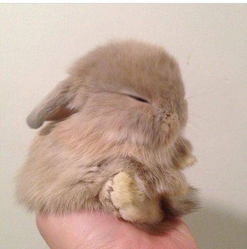 little baby bunnies