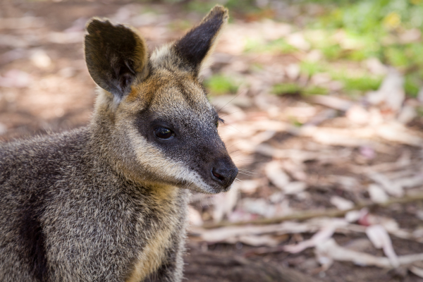 10 Cutest Australian Animals to Melt Your Heart - Hop to Pop