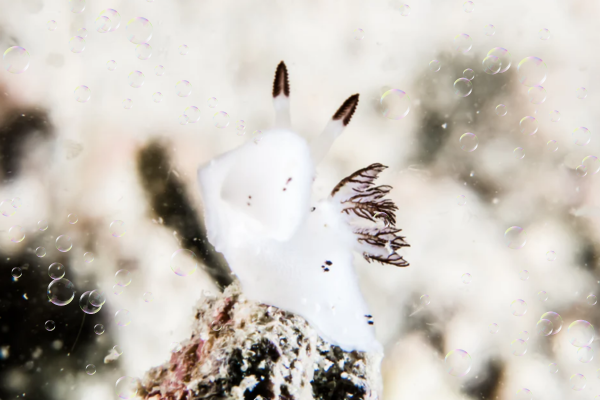 Rabbit sea slug sits on a rock underwater surrounded by bubbles