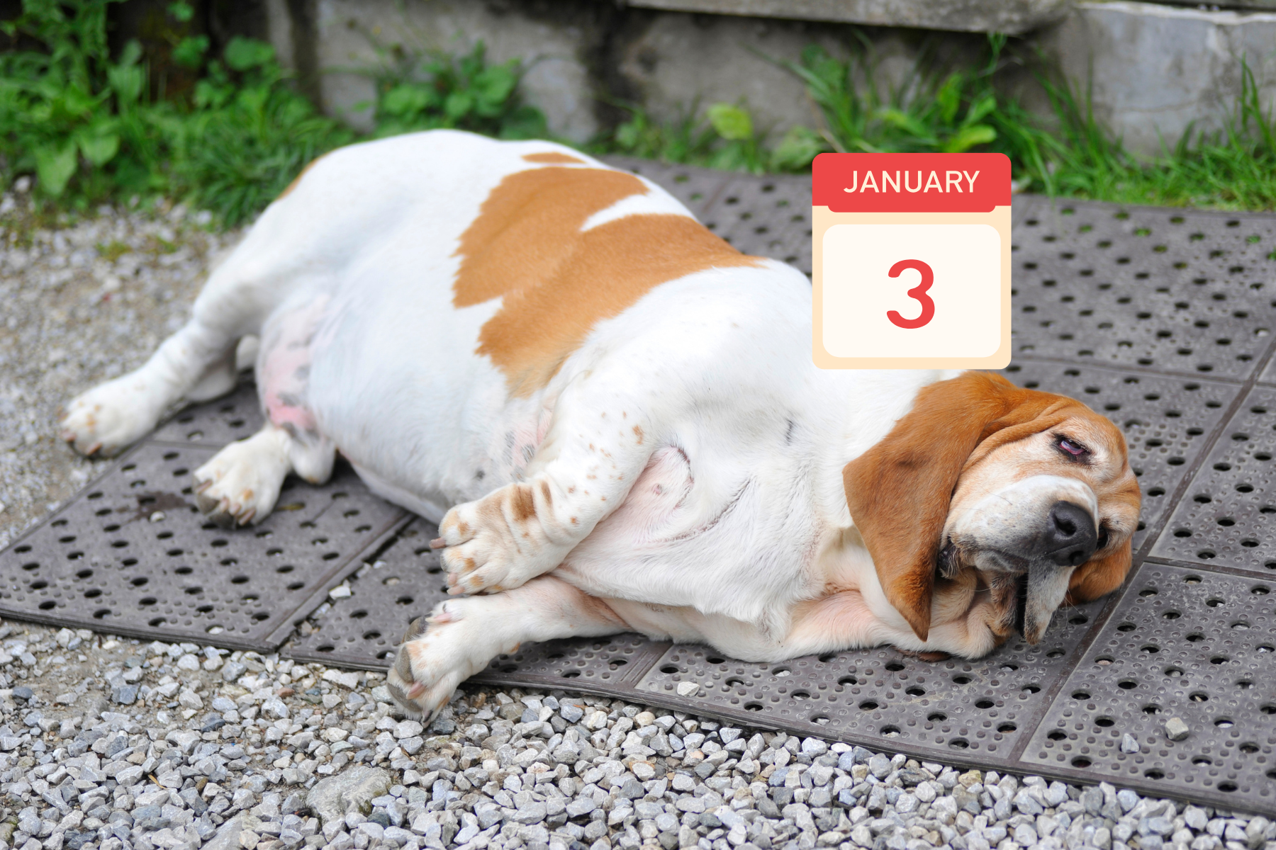 Dog lays on the ground with a calendar that says January 3