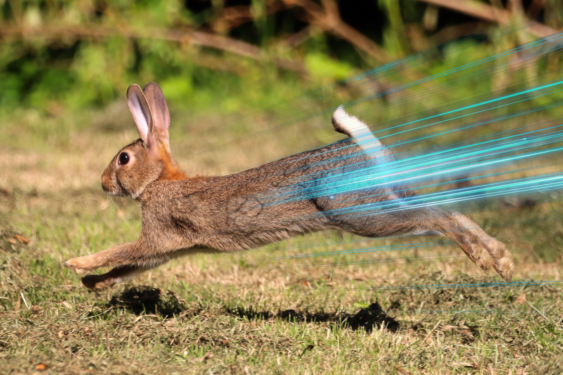 Rabbit running with blue animated lines showing speed