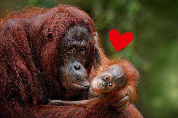 Mother and baby orangutan in the jungle with a heart graphic