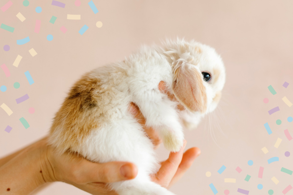 Hand holds a small white and brown rabbit