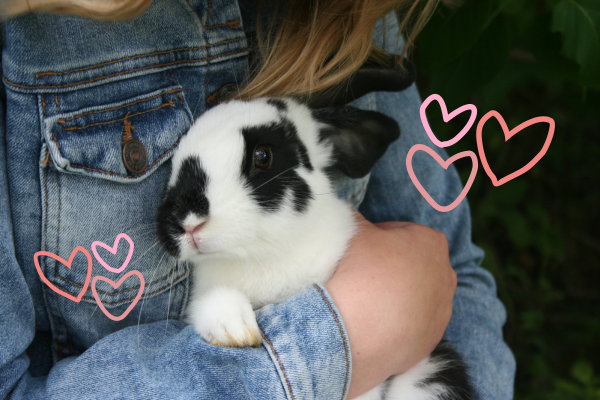 Person holds black and white rabbit