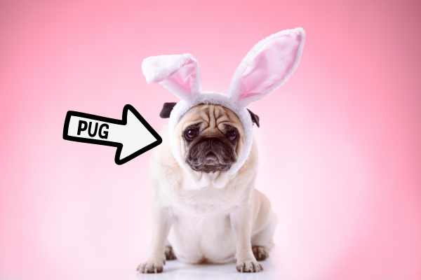 Wait a Minute, is This a Pug?  Check Out Our 30 Favorite Pug Costumes!