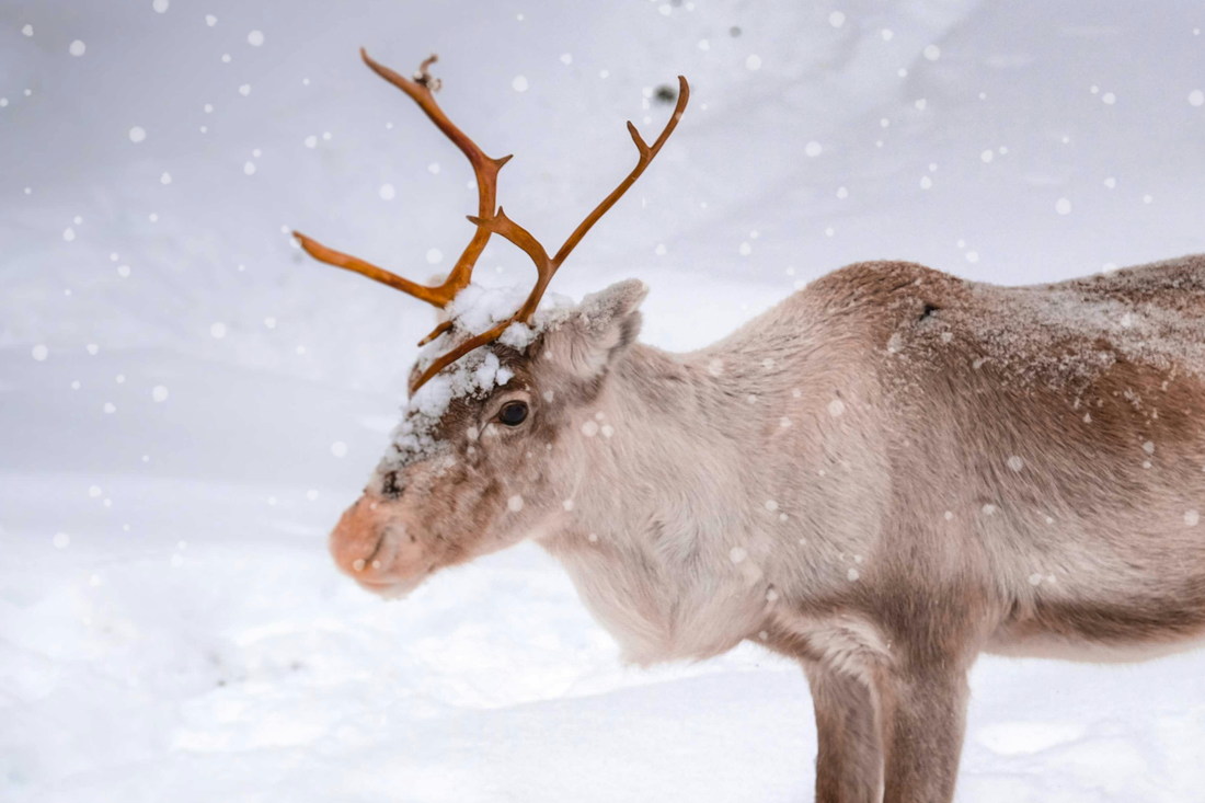 Reindeer standing in snowy land with snow falling around it
