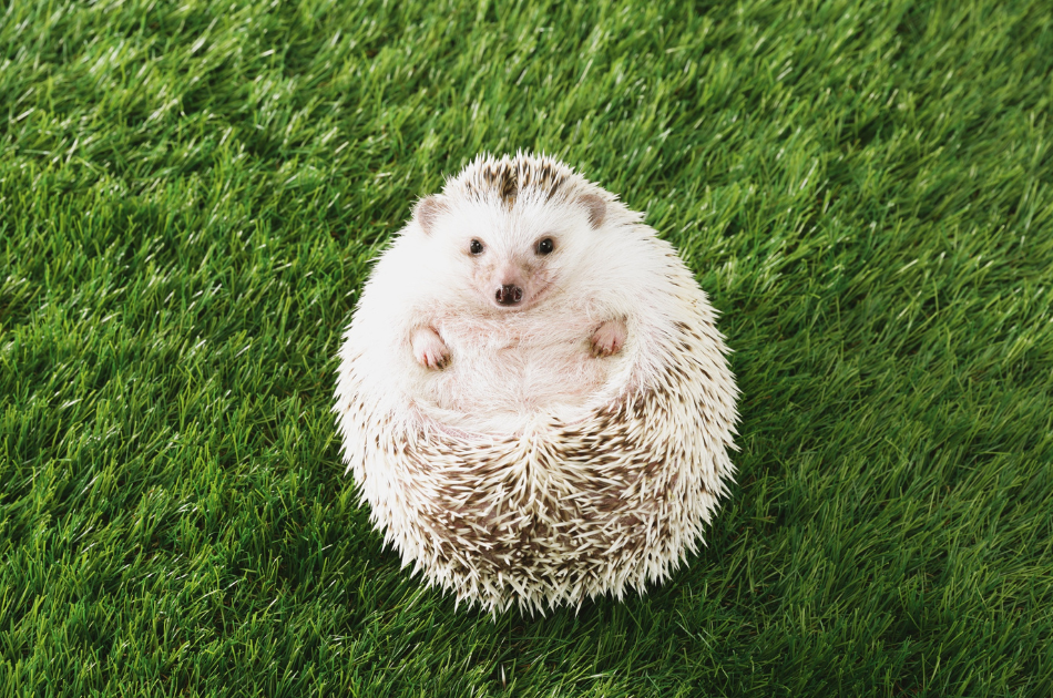 Hedgehog curled up in the grass