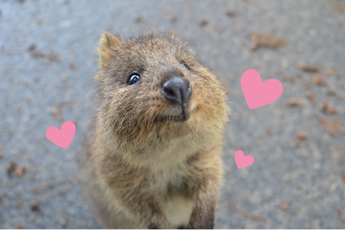 Close up of quokka's face with comic hearts around it