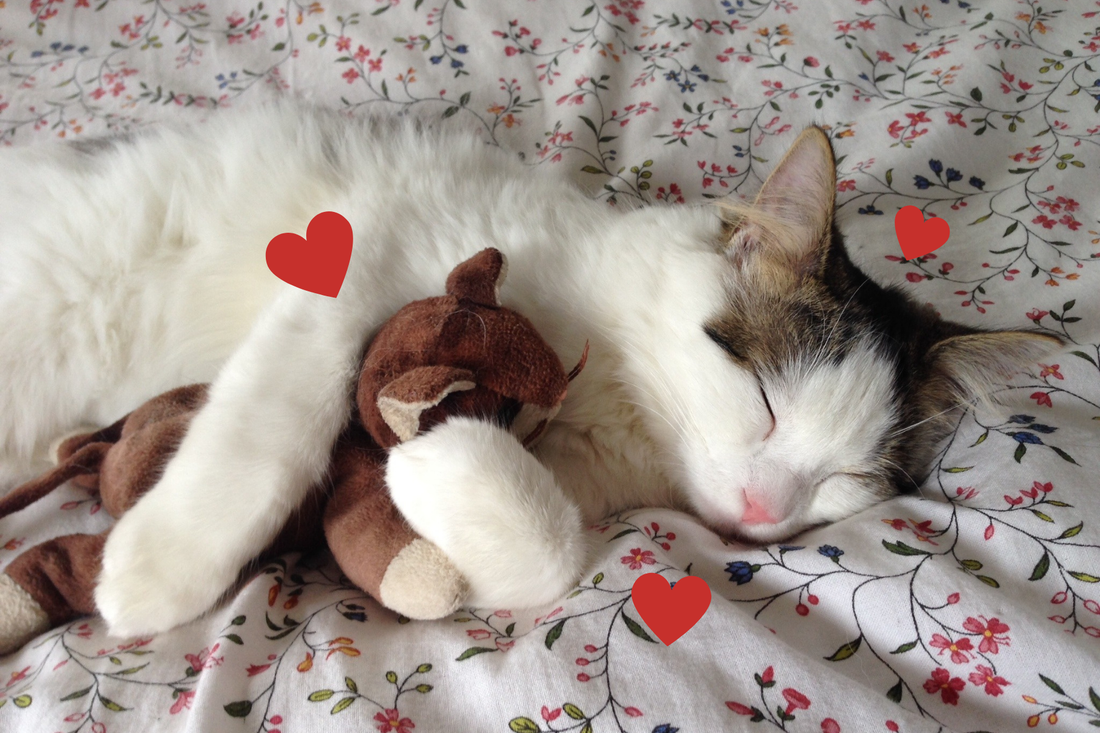 Cat sleeps on floral blanket cuddling a stuffed cat