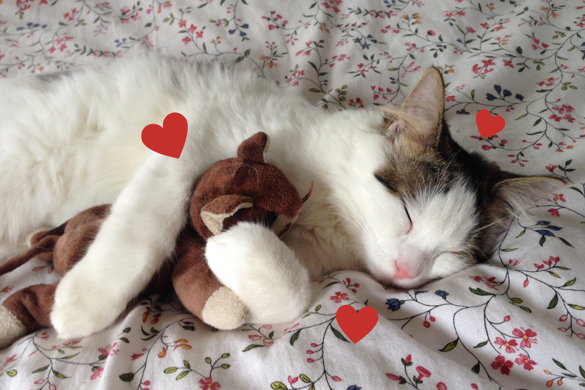 Cat sleeps on floral blanket cuddling a stuffed cat
